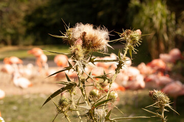 dry thistle flower