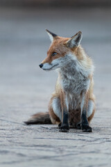 Red fox sitting on a pavement looking to the side with a grey background. 