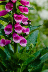 Flower of Digitalis Purpera, Foxglove in garden. Digitalis (digitalis) is a common decorative and medicinal plant, as well as a valuable honey plant.