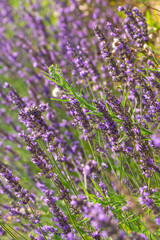 Lavender flower, selective and soft focus on lavender flowers.