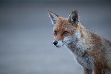 Red fox vixen headshot with grey background.  