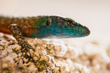 colored head of a lizard in the bright sun, closeup