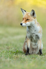 Young female red fox sitting in a field with grass in the background.  