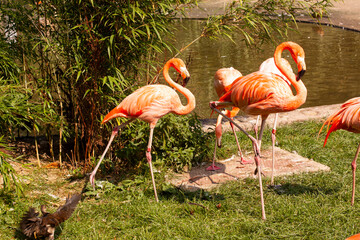 roup of wild pink flamingo near the lak