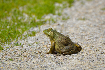 Frog Crossing