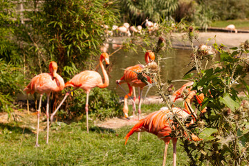 roup of wild pink flamingo near the lak