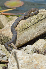 Water Snake