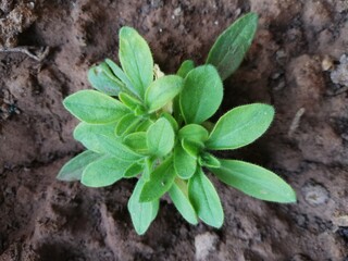 Bud