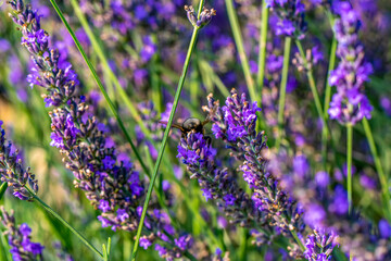 Lavender flower, selective and soft focus on lavender flowers.
