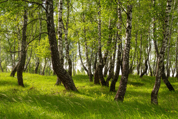 Picturesque green birch grove on a summer day. Rural idyllic landscape