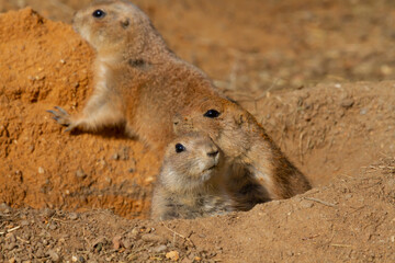 
wild hairy mammal gopher in the desert on the sand during the day
