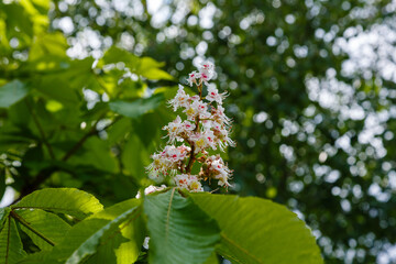 Fototapeta premium Inflorescences of wild chestnut. Wild chestnuts tree in spring blossom