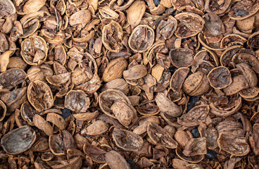 Pile of discarded walnut shells 