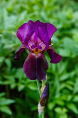 Blue (purple) flower of bearded iris (Iris germanica). Growing German irises in the garden.