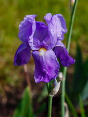 Blue (purple) flower of bearded iris (Iris germanica). Growing German irises in the garden.