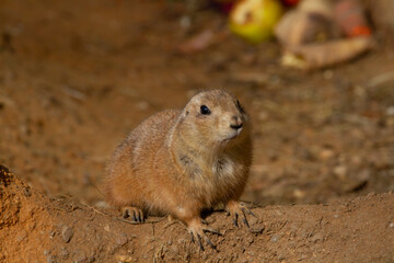 Naklejka na ściany i meble wild hairy mammal gopher in the desert on the sand during the day