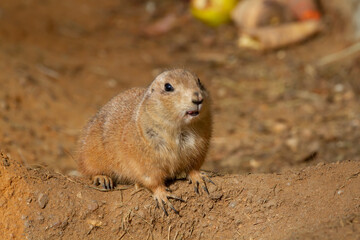 Naklejka na ściany i meble wild hairy mammal gopher in the desert on the sand during the day