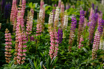 Lupinus, lupin, lupine field with pink purple and blue flowers. Summer flower background