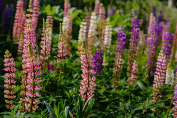 Lupinus, lupin, lupine field with pink purple and blue flowers. Summer flower background