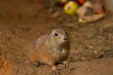 
wild hairy mammal gopher in the desert on the sand during the day