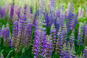 Obraz premium Lupinus, lupin, lupine field with pink purple and blue flowers. Summer flower background