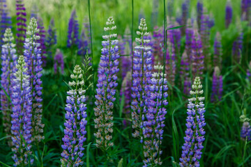 Lupinus, lupin, lupine field with pink purple and blue flowers. Summer flower background