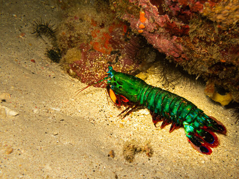 Peacock mantis shrimp, Odontodactylus scyllarus, harlequin, painted, clown, or rainbow mantis shrimp at a Puerto Galera coral reef in the Philippines