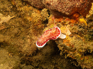 Nudibranch Goniobranchus reticulatus at a Puerto Galera reef in the Philippines. These reefs are so healthy and teeming with life