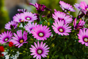 Obraz premium Beautiful flowering bush of Osteospermum (daisybushes or African daisies, South African daisy and Cape daisy). Purple daisy for gardening and landscaping.