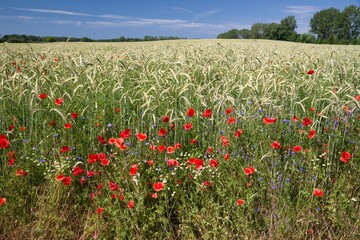 Feldrain mit Mohn vor Roggen im Sommer