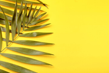 Tropical exotic palm leaves on the yellow background. Copy space.