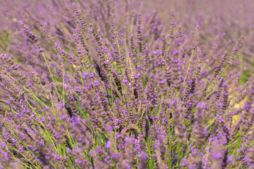 Fototapeta na wymiar Lavender flower, selective and soft focus on lavender flowers.