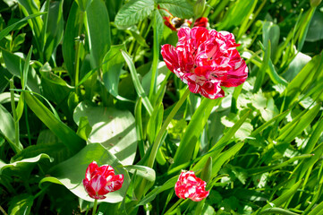 Beautiful tulips of an unusual color.