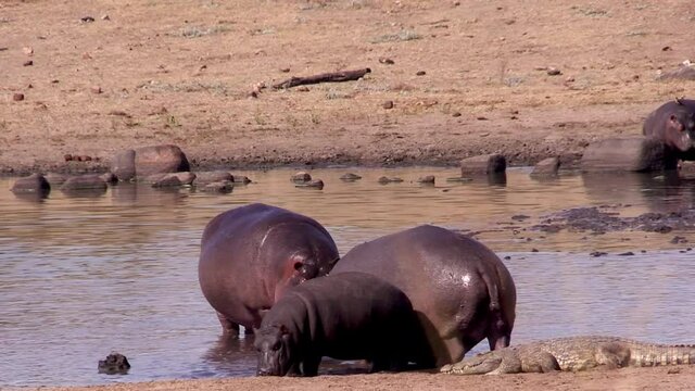 Aggressive hippo in Kruger National Park 