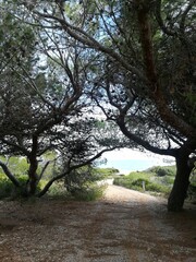 Obraz premium river in the forest