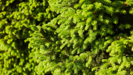 Fir as a conifer for Christmas