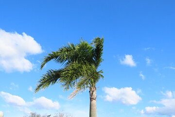 Fototapeta premium palm trees against blue sky