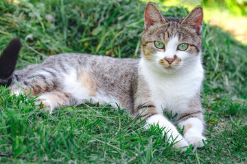 Fototapeta premium grey cat is lying on a green grass.