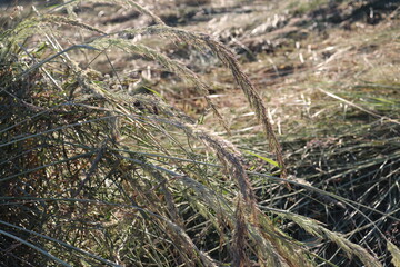 close up of hay