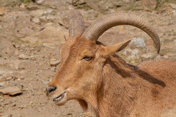 wild goat climbs on rocks in nature