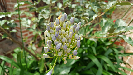 정원에 개화한 아가판서스