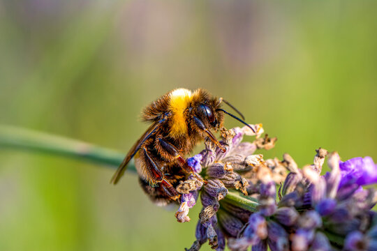 Close-Up Of Bumblebee On Lavender  Bee pollinating lavender
