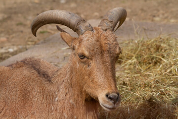 wild goat climbs on rocks in nature