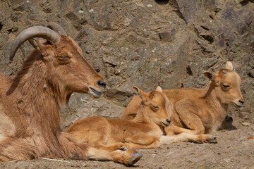 a group of goats at rock
