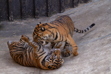 
two tigers playing on concrete in the park
