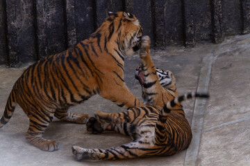 
two tigers playing on concrete in the park