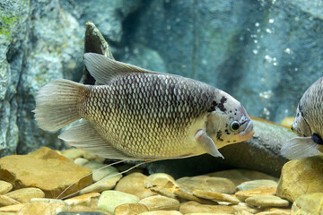 Giant gourami fish at Thailand river