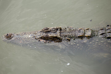 Asia Crocodile in the river