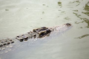 Asia Crocodile in the river