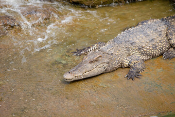 Asia Crocodile in the river